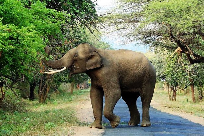 CHINNAR JEEP SAFARI (KERALA) 2025